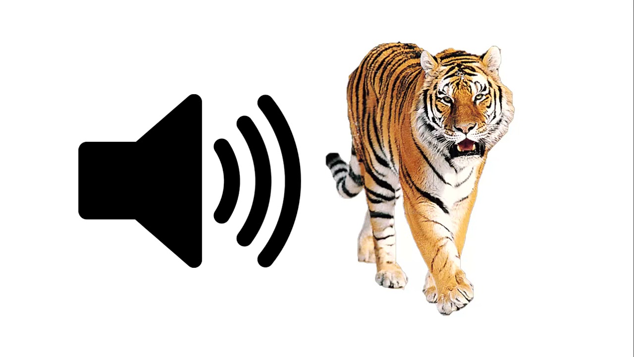 Tiger Roar Sound Effects  Sounds Effects 