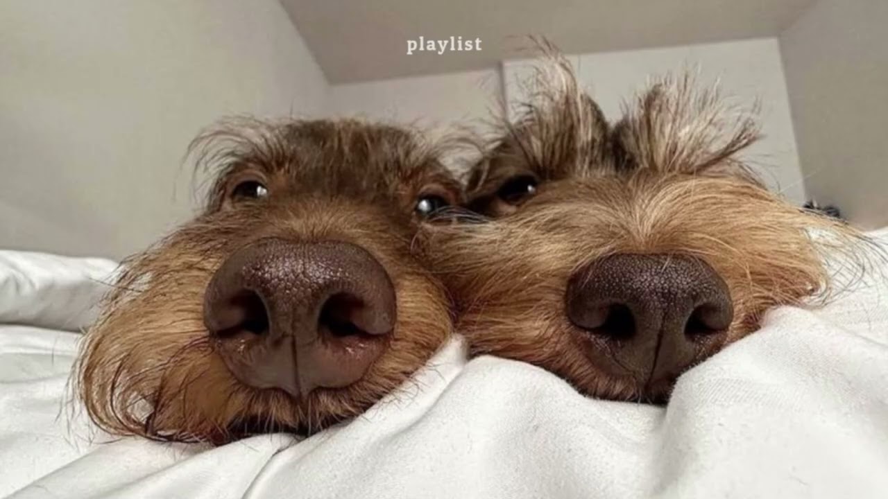 𝐏𝐥𝐚𝐲𝐥𝐢𝐬𝐭 방구석 카페 모드 ON••☕BEDROOM POP · HOME CAFE