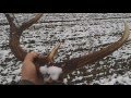 zrzuty jelenia 2016 - powrót zimy ;)))