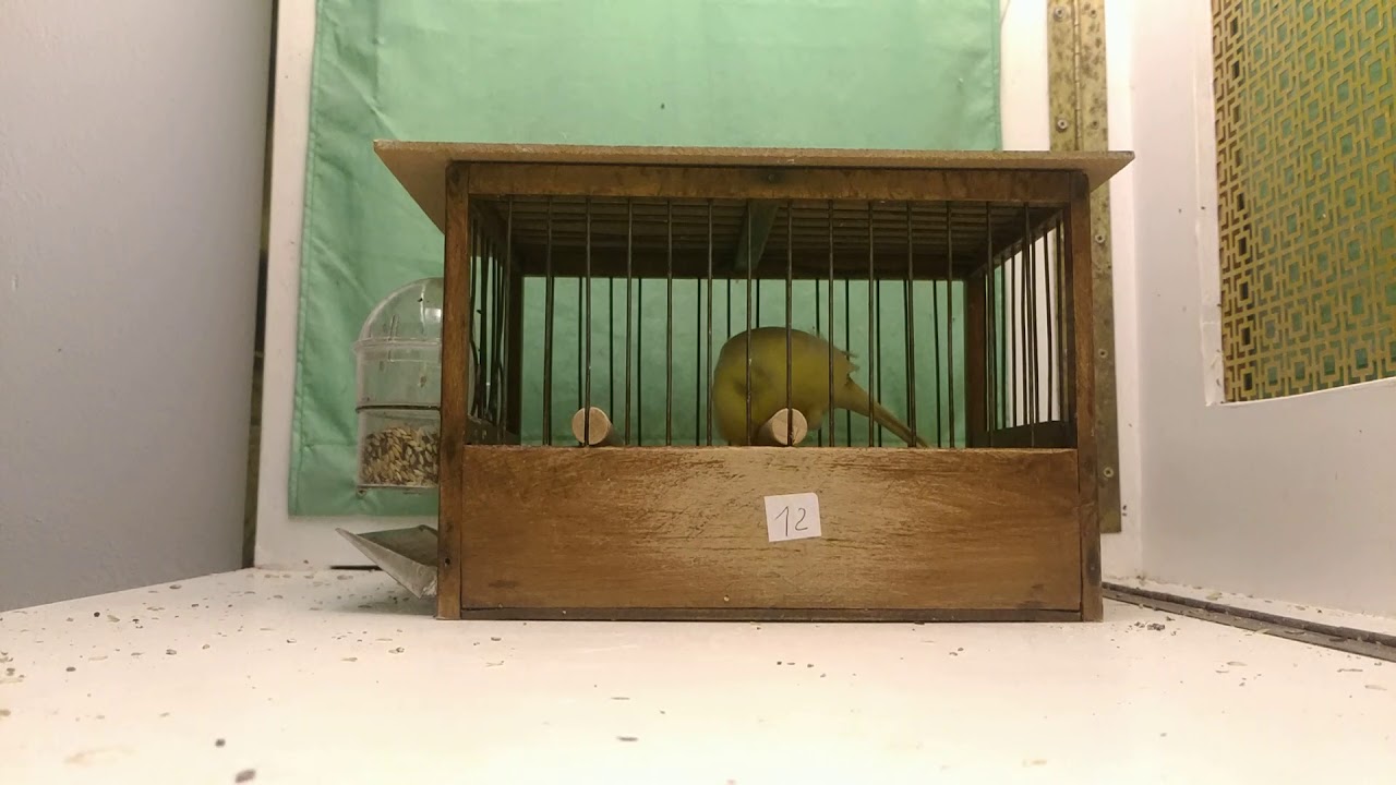 Canto canarino Malinois Waterslager 2018-19TC