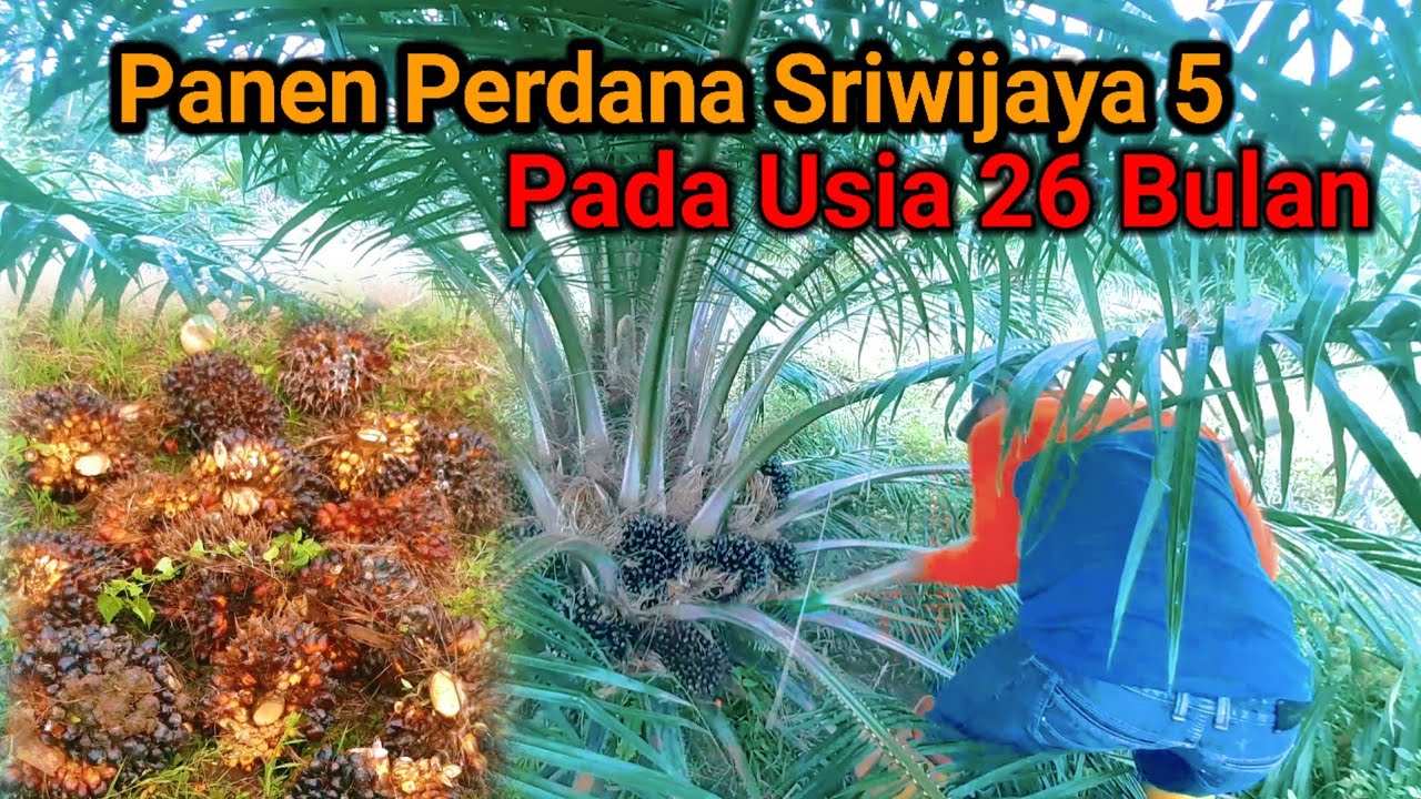 Panen Perdana Varietas Sriwijaya 5, Umur 26 Bulan