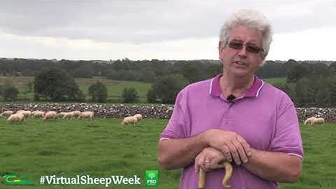 My experience with colbalt deficiency - John Curley