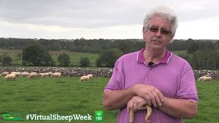 My experience with colbalt deficiency - John Curley