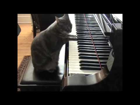 Piano Pussy 18