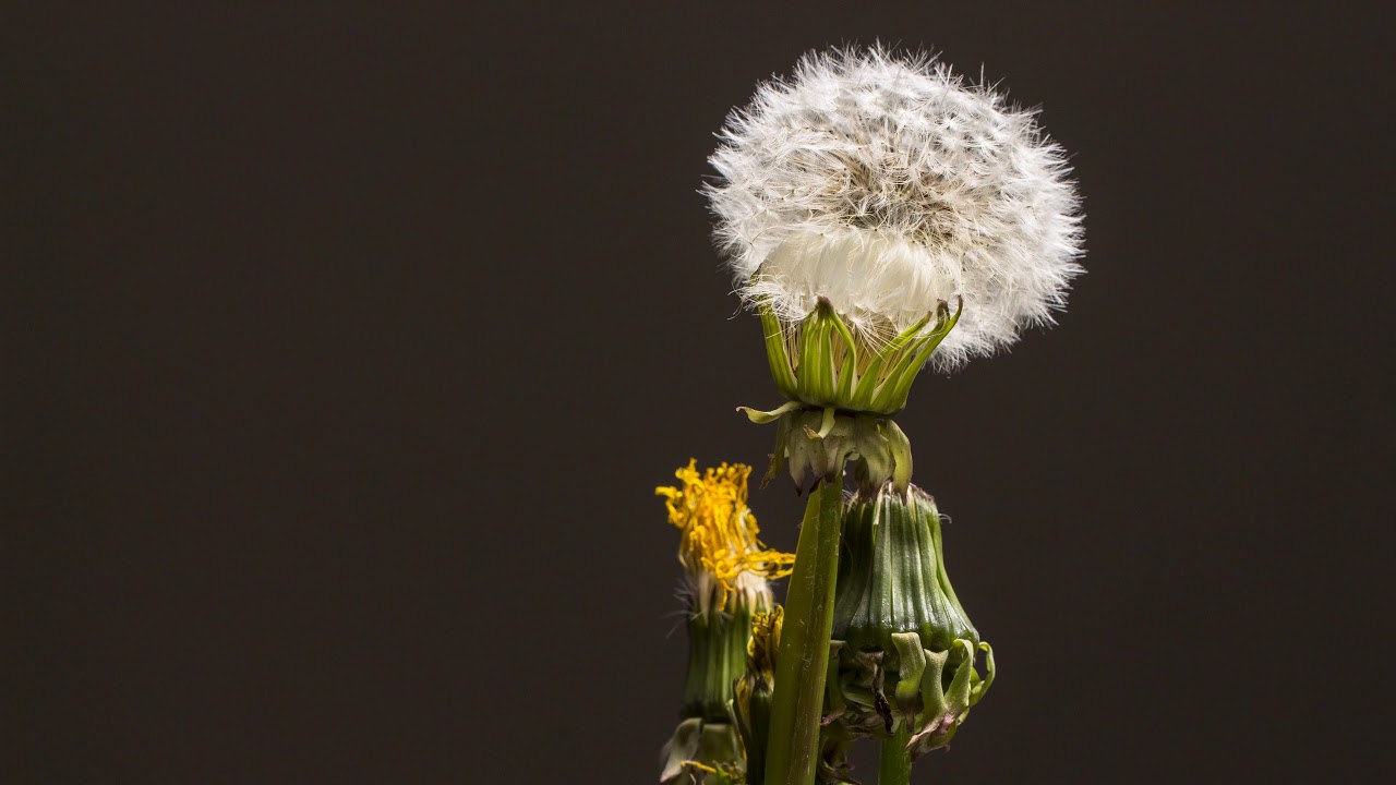 4K Dandelion Faded Seeds Flower Video | Royalty Free Stock Footage | No Copyright | Free to Use