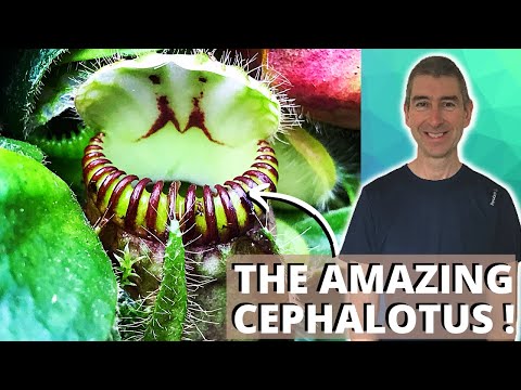 THE AMAZING CEPHALOTUS - repotting and dividing