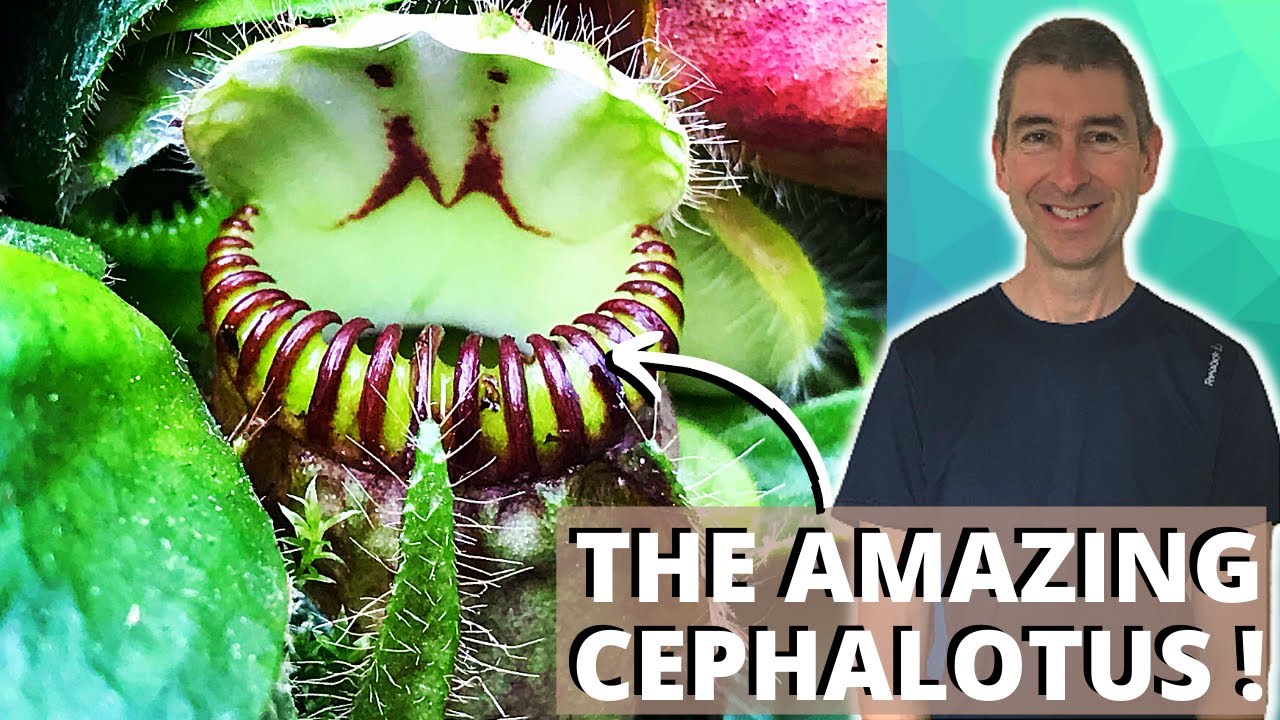 THE AMAZING CEPHALOTUS - repotting and dividing