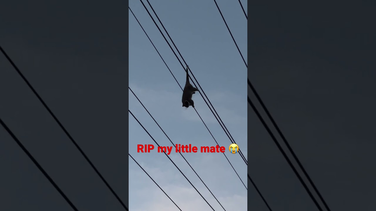 Tightrope walking gone wrong 😭