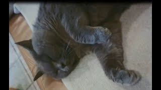 Cat kicking / thrashing about her paws in sleep by Nymphelita 52 views 1 year ago 25 seconds