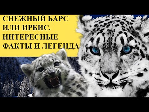 Снежный БАРС или Ирбис  Интересные ФАКТЫ и легенда