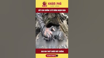 Bắt cua khổng lồ ở rừng ngập mặn sau khi thủy triều rút xuống