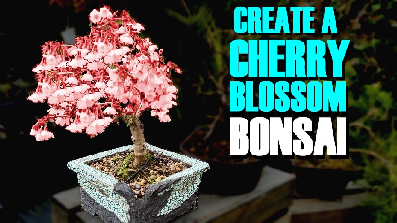 Create Your Own Cherry Blossom Bonsai 🌸🌸🌸
