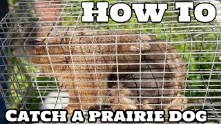How To Catch A Prairie Dog! Abandoned Prairie Dog Rescue!