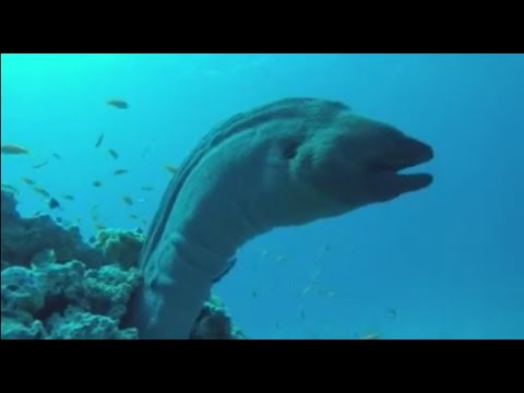  Egypt Red Sea Marsa Alam Marine Life