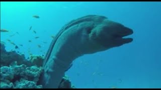 أكبر ثعبان بحر ممكن تشوفه   Egypt red sea marsa alam marine  life