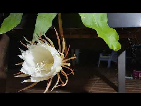 Queen Of The Night: Stunning Time-Lapse Of A Rare Flower Bloom