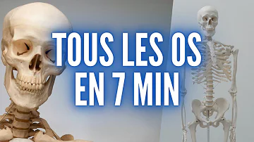 Quels sont les os du bras ?