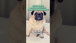 Perros braquicefálicos: ¿se les debe hacer cesárea? 🐶🏥 #veterinario #perro #mascota