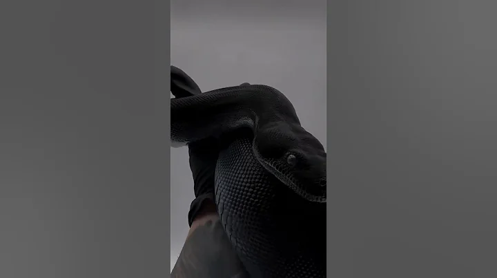 #viral #shorts #cobra #cobrasnake #wild #snakebite #explore more thumbnail