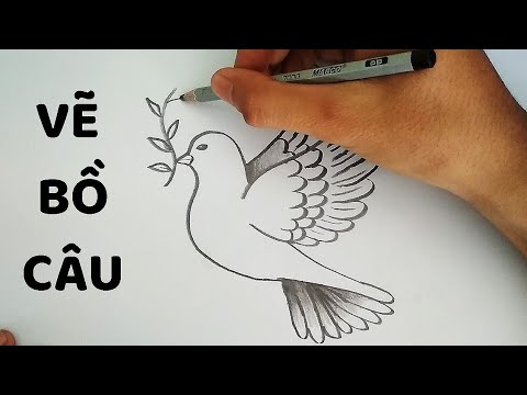 Video: Làm Thế Nào để Nói Với Một Con Chim Bồ Câu Từ Một Con Chim Bồ Câu