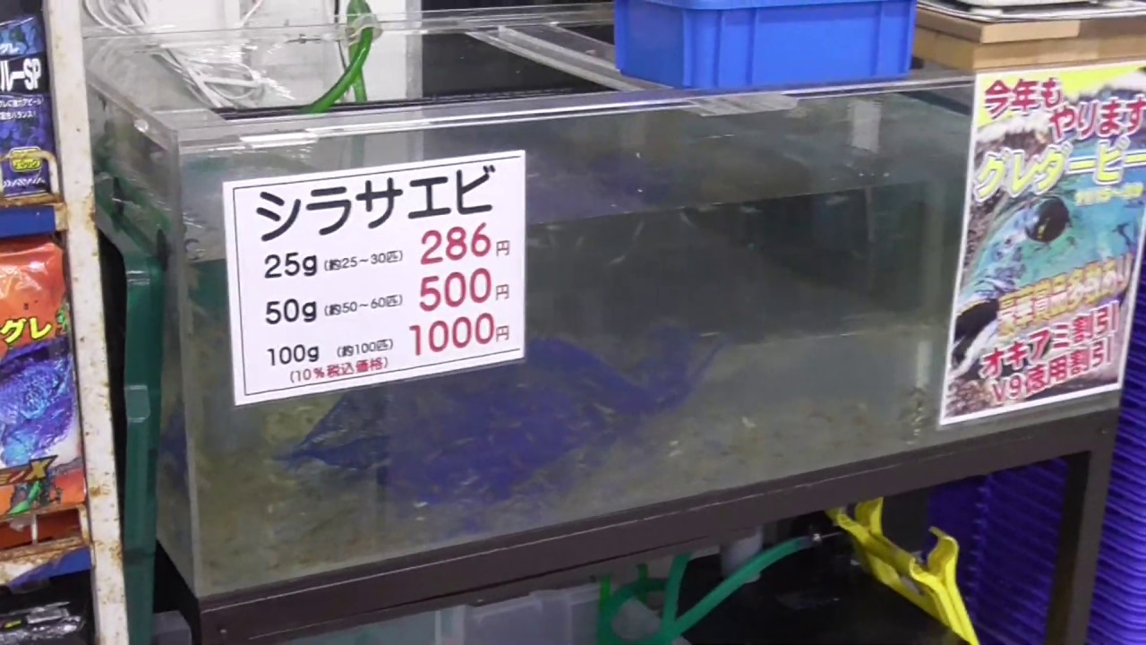 白浜店でも活シラサエビ販売始めています Youtube 白浜店でも活シラサエビ販売始めています Youtube