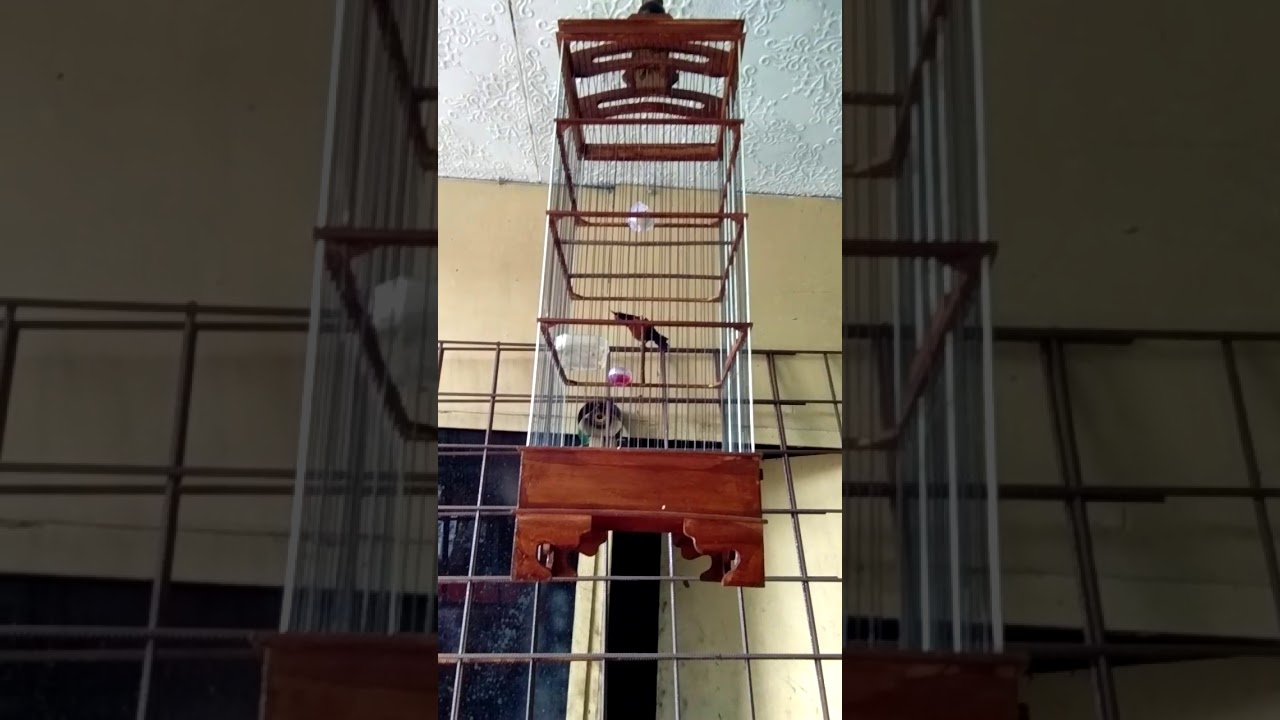 Burung madu hitam 