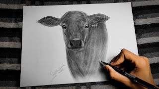 how to draw cow || calf drawing || charcoal drawing...