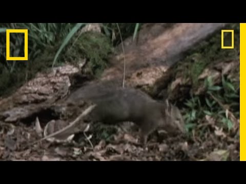 Meet the Giant Elephant Shrew | National Geographic