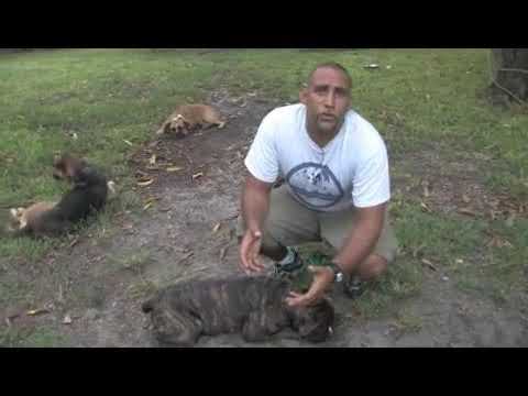 pepper to keep dogs from digging