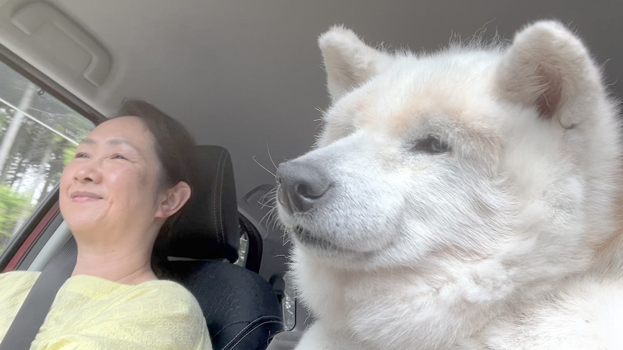 愛犬の今後を考えて作った改造バギーを持って、ルンルンでドライブ楽しむ柴犬１７歳