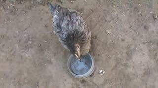 видео: Заболели цыплята  ..Кокцидиоз ? ..Лечим ... картинка: Заболели цыплята  ..Кокцидиоз ? ..Лечим ...