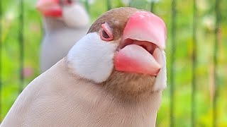Celebrity What are the birds eating? Java sparrows singing sound. Wealth