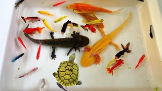 Most Amazing Catch Colorful Axolotl, Turtle, Koi, Tetra, Angel, Radtang, Spadefish, Ornamental Fish