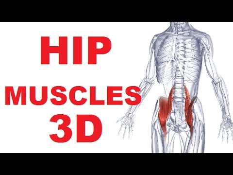 Hip Flexor Muscles Diagram