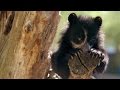 Andean Bear Cubs Care and Behavior