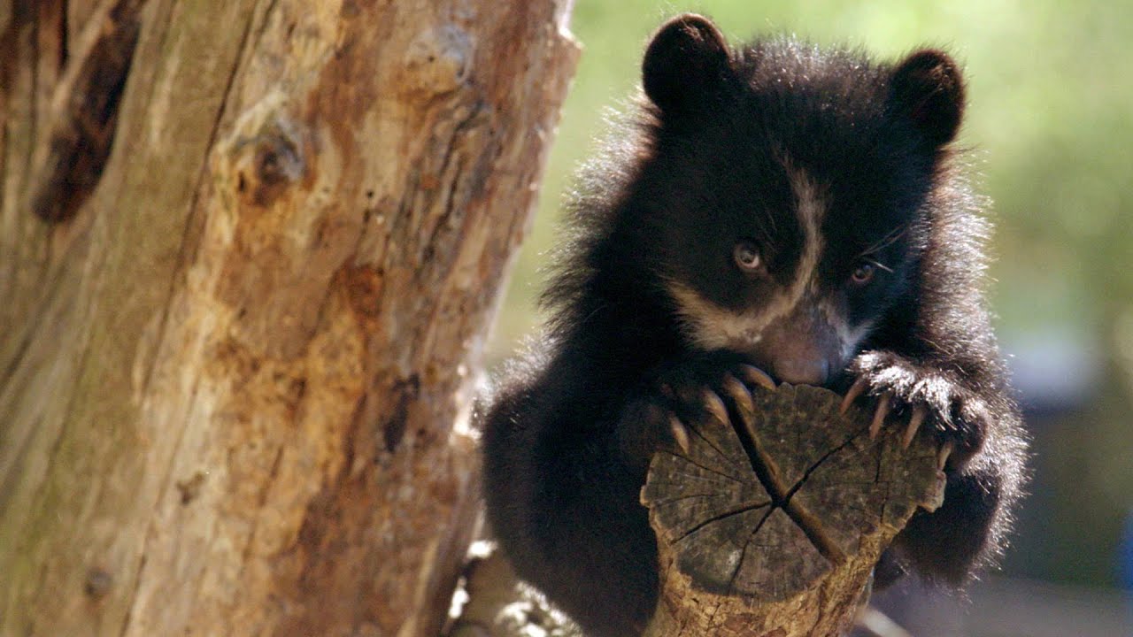 Documentary backdrop image for Wild Inside the National Zoo: Curious Cubs (2015)