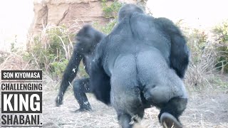 Young Male Gorilla Challenging Huge Silverback | Shabani & Kiyomasa | Higashiyama Zoo
