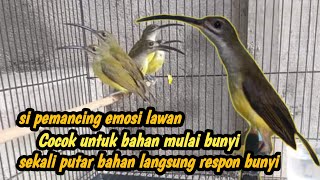 Suara pijantung pisang memanggil lawan