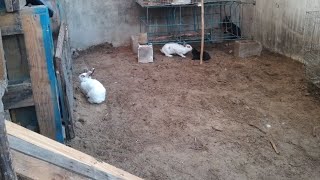 conejos en libertad  conejos en el patio de mi casa