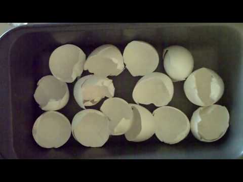 how-to-make-egg-shell-calcium-powder-for-your-pets