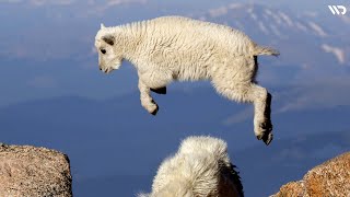 Kambing Pendaki Gunung yang Menolak Gravitasi: Ibex Aplpine Goat