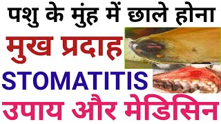 पशुओं के मुंह में छालों का इलाज/stomatitis animal disease/गाय भैंस बकरी के मुंह के छालो घरेलू इलाज