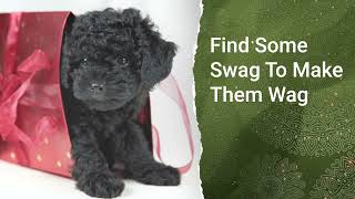 Petland Has Everything You Need Under One Woof