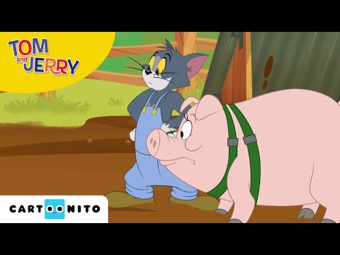Tom & Jerry | En vild grisejagt | Cartoonito | Tegnefilm for børn