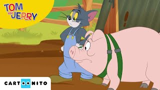 Tom & Jerry | En vild grisejagt | Cartoonito | Tegnefilm for børn