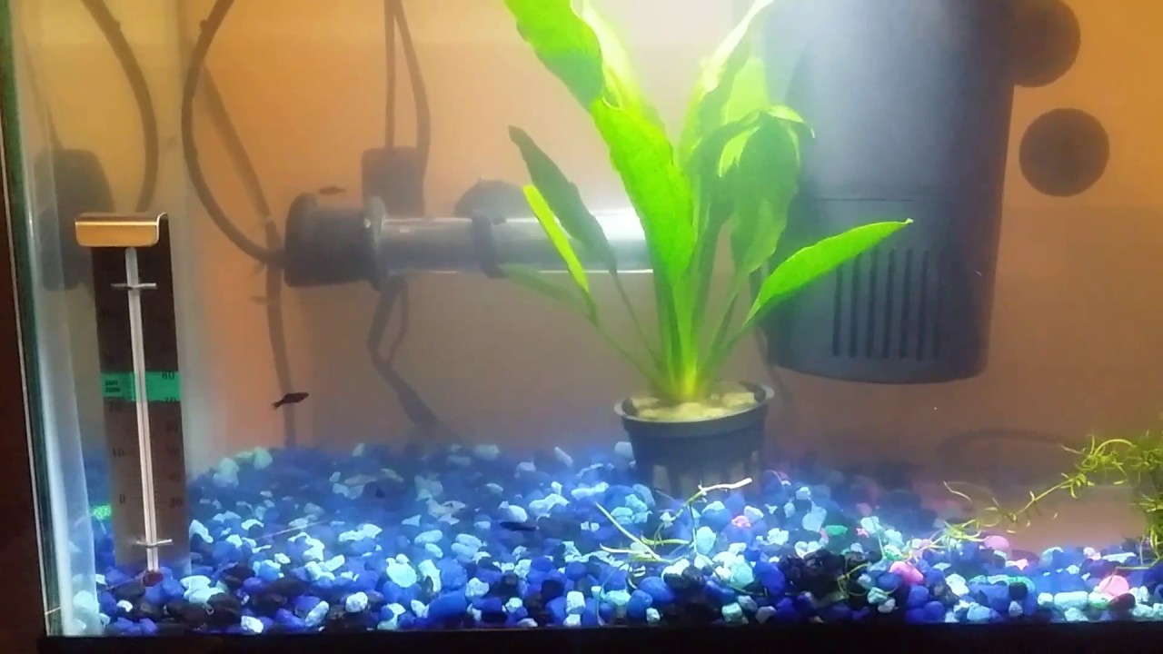 Aquarium odor. What what steps can be taken??? YouTube