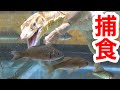生きたフナ30匹が泳ぐ水槽に腹ペコのオオトカゲを投入