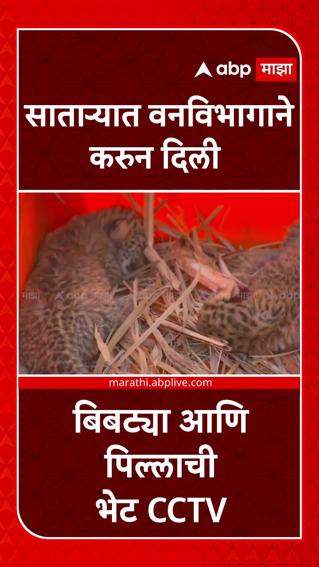 Satara Leopard CCTV : साताऱ्यात वनविभागाने करुन दिली बिबट्या आणि पिल्लाची भेट