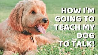 I'm Going to Teach My Goldendoodle to Talk! by Doodle Doods 1,024 views 3 years ago 10 minutes, 32 seconds