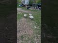 Returning the last Goosling after it recovers